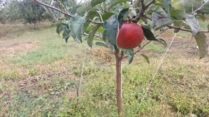 Яблоня Элиза