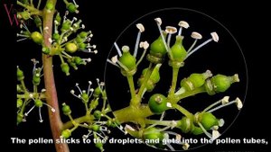 Цветение винограда / Flowering