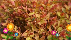 Спирея японская Мерло Стар. Краткий обзор, описание ха