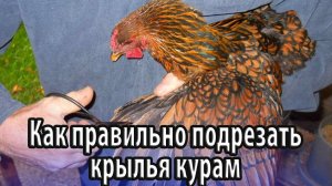 Как правильно подрезать крылья курам, чтобы не летали особенности проведения процедуры