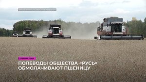 Полеводы общества «Русь» обмолачивают пшеницу