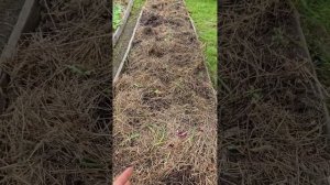 Чеснок под соломой. Готовим грядку