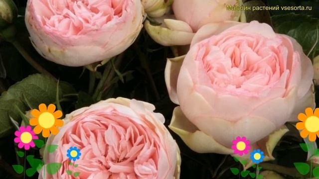 Роза кустовая Брайдл Пиано. Краткий обзор, описание ха смотреть онлайн