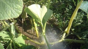 Полив основного корня тыквы сорта "Голиаф"