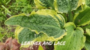 Жабистая красотка сорт хосты Leather and Lace#hosta #хоста #сорт?