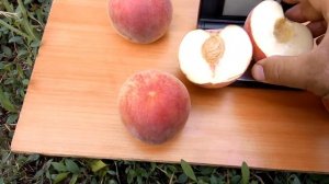 персик манон