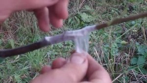 Осенняя  ( Весенняя ) прививка Яблони  срезанным черенк