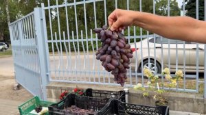 13.09.2024. Часть 2/2 Беларусь выставка винограда.Самохвало?