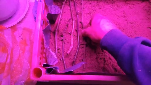 быстрое размножение ежевики блек джем (black gem) смотреть онлайн