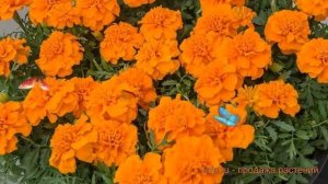 Бархатцы отклоненный Оранж 🌿 отклоненный бархатцы О?