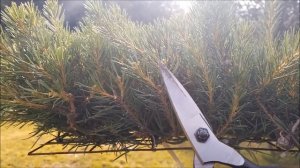 Сосна ниваки из сосны обыкновенной своими руками в ст?