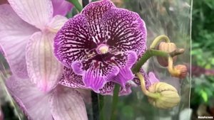 Про то как ездила по цветочки. Орхидеи в ОБИ МЕГА Дыбен