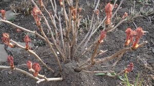 Когда обрезать пионы осенью (фото, инструкция видео). П