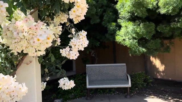 Вот Какие Розы США в Саду Розовых Роз В Парку Тут Есть ? смотреть онлайн