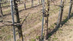 Яблоневый сад на подвое М9 в конце марта