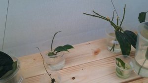 Показываю хойи оставшиеся за кадром и отбираю для пос?