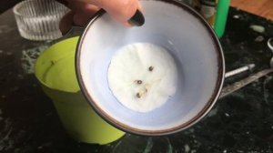 #1 Проращиваем семена марихуаны. Как вырастить каннаби
