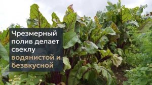 Как Вырастить Сладкую Свеклу: Ошибки, которые Всё Порт