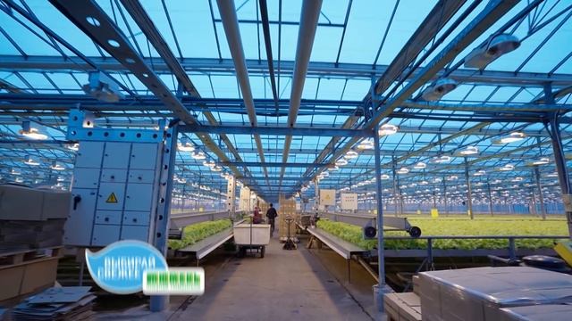 ЗЕЛЕНЬ ИЗ СИБИРИ | Как выращивают зелень и овощи на сев смотреть онлайн