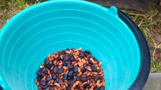 Дачные хлопоты. Посадили лук-севок и немного картошки. смотреть онлайн