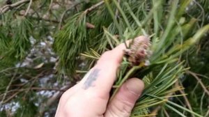 Когда собирать и как заготовить сосновые почки