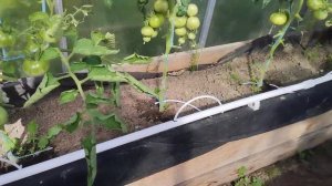 Капельный полив в теплицу своими руками.