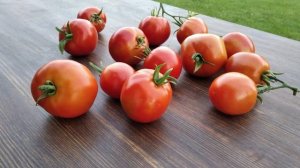 Вкусные и урожайные томаты для долгого хранения 🍅