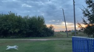 Деревенские будни, копаем картошку, урожай 2025