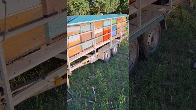 Ленивый отводок смотреть онлайн