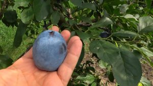 Отличный десертный сорт ранней сливы КАЛИФОРНИЯ БЛУ