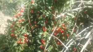 Сбор плодие ягоди годжи в Пахтачинским районе махале ?