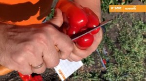 Перец сладкий Помпео F1