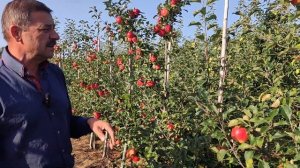 Сорт яблони Рубинола, мои наблюдения.