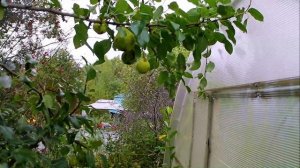 Садовод по неволе