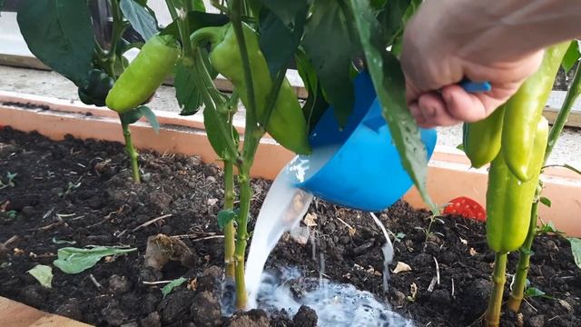 ПЕРЕЦ ОБОЖАЕТ ЭТУ БЕЛУЮ ПОДКОРМКУ В АВГУСТЕ!! Важная п? смотреть онлайн