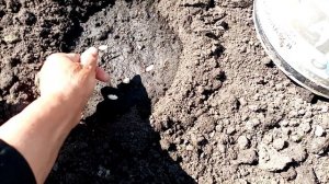 Ранняя Посадка КАБАЧКОВ под ВЁДРА с Отверстиями. Для ?