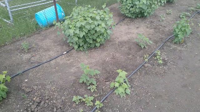 Копаю саженцы малины,для укоренения.Как отличаю сорта смотреть онлайн