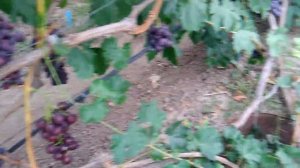 Виноград Памяти Буйненко .Сезон 2020