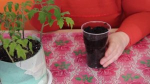 Не Китайский Способ Выращивания Рассады Томатов.