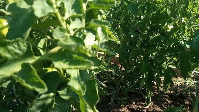 Томаты ОГ, пора убирать нижние листья. смотреть онлайн