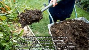 Мульчирование малины