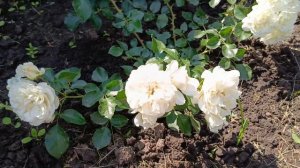 Розы Свани и Ани Дюпрей, 🌹как ухаживать за Розами🌹🌹