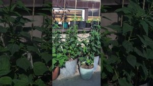 Травянистый гибискус(Южный Урал)🌺🌺🌺 #shortvideo  #гибиск