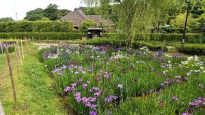 Цветение ирисов в японском парке.