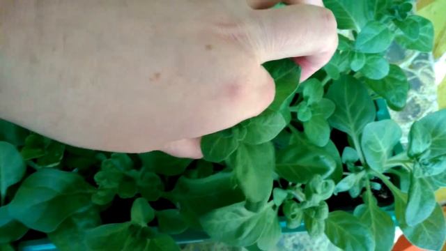 Петуния уход и размножение черенками смотреть онлайн