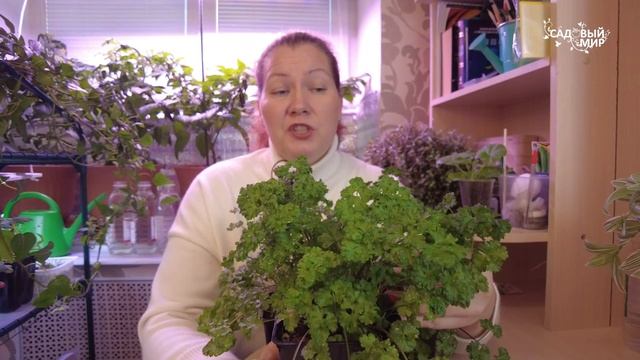ПОЧЕМУ НЕ РАСТЕТ ПЕТРУШКА В КВАРТИРЕ? ОКАЗЫВАЕТСЯ, ВСЕ смотреть онлайн