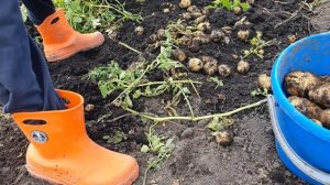 КОПАЕМ КАРТОШКУ В ДЕРЕВНЕ У БАБУШКИ | АЛТАЙ