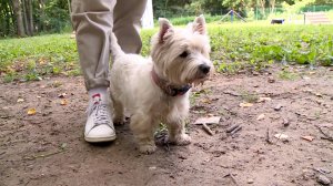 В Рязани прошёл тринадцатый фестиваль «Вестик-Фестик»