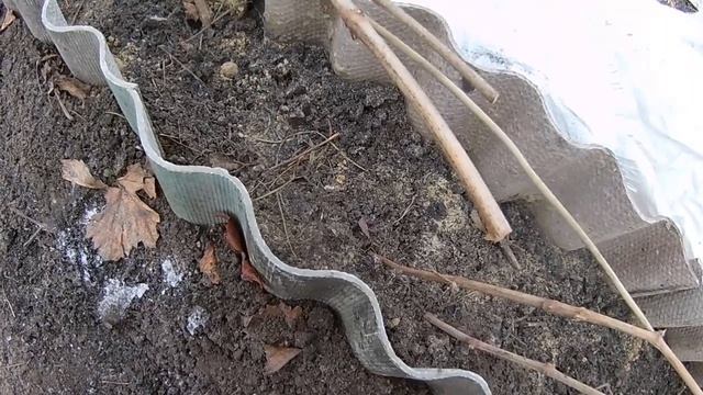 Полноценный урожай из отводки винограда в первый же г? смотреть онлайн