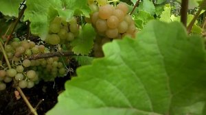 Созрел Виноград. Новый Русский.